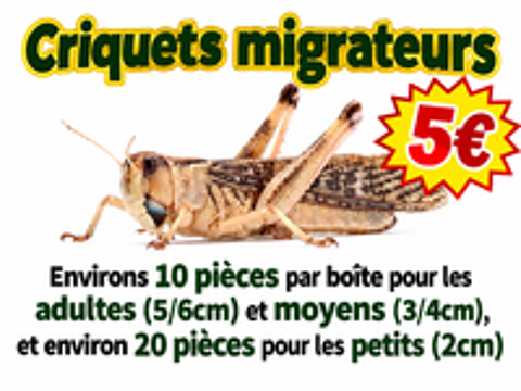   Insectes  