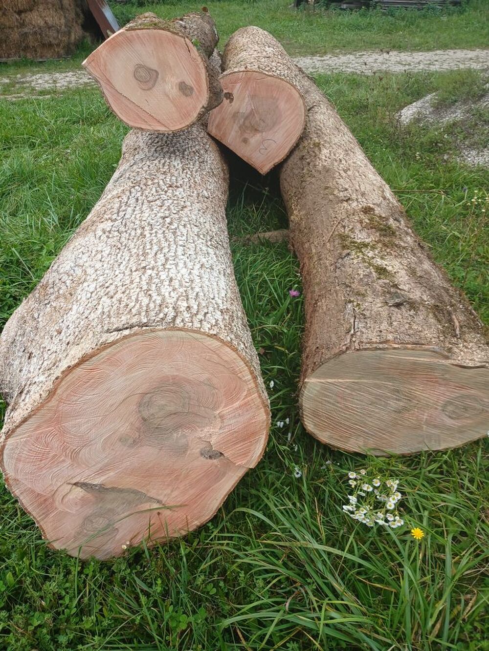 Grumes de Fresnes pour bois d'oeuvre Bricolage