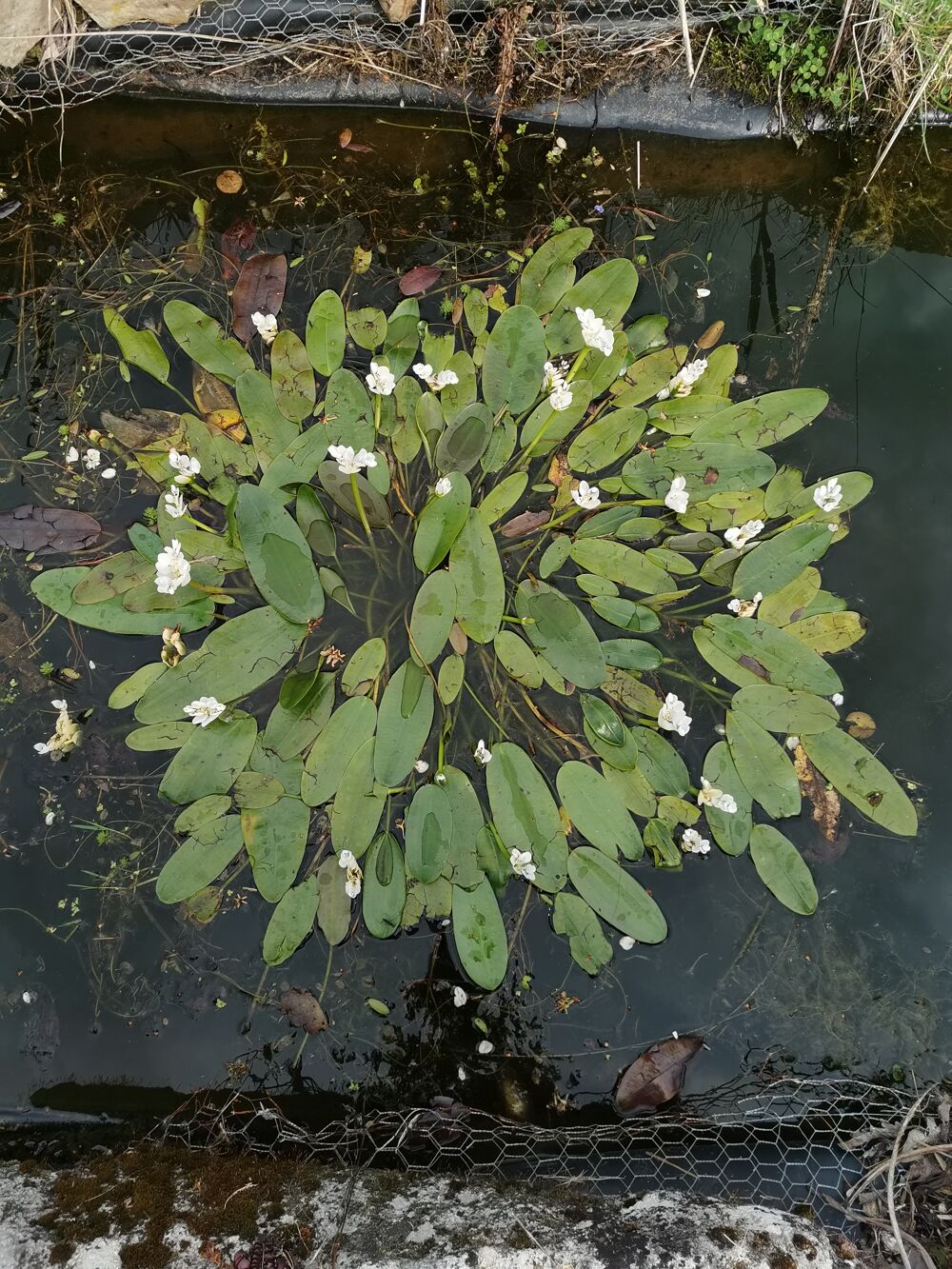 plante de bassins Jardin