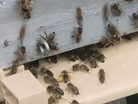   Essaims d'abeilles  