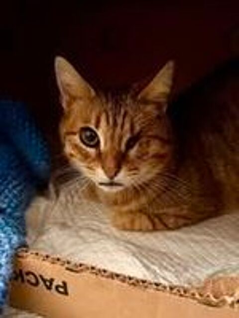   Chat HESTIA à l adoption 