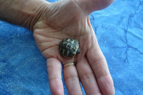 Tortues terrestres juv&eacute;niles 65 69360 Simandres