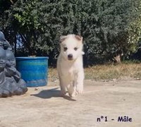   Chiots Husky de sibérie LOF lignée sportive 