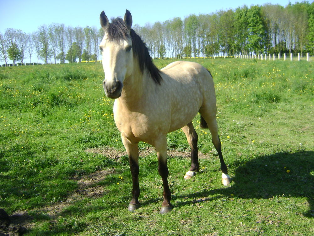   Propose ETALON pour saillir ponette ou jument 