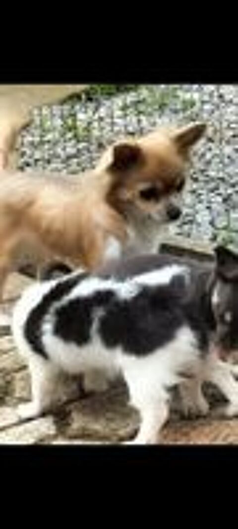   Chiot Femelle poi Long  a réserver  