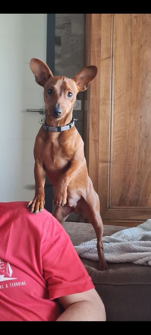 CHIOTS PINSCHER NAIN 900 34230 Tressan