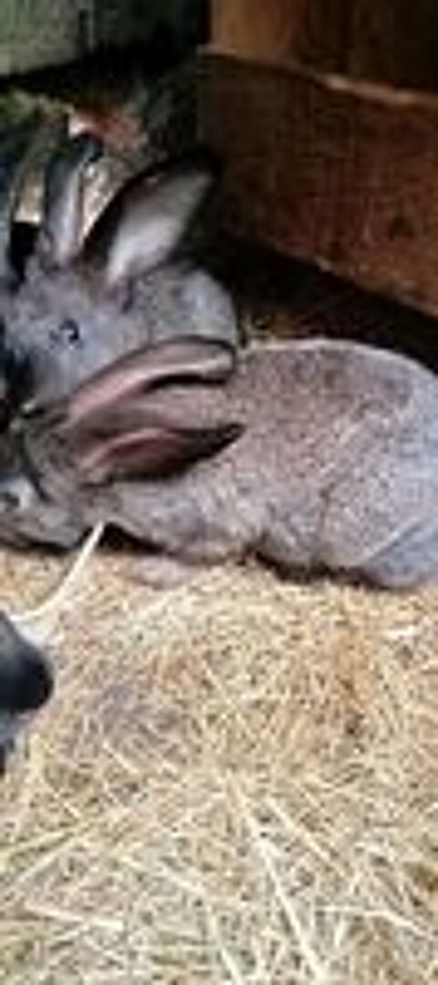   Lapin papillon 