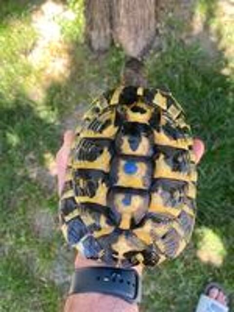   Tortue de terre  
