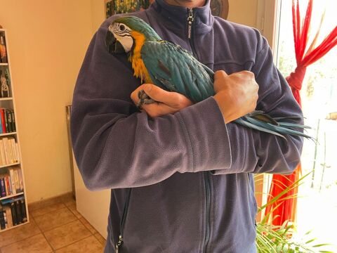 Perroquet ara bleu et jaune bébé 1800 83630 Rgusse
