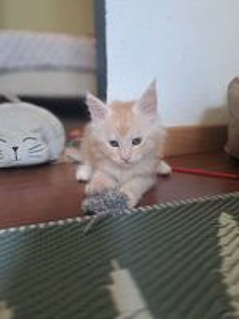   Chaton maine coon  