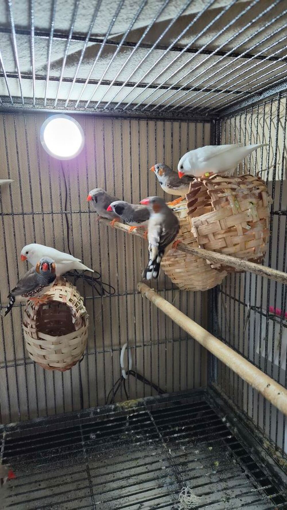   Couple d Oiseaux Mandarin gris ou blanc  
