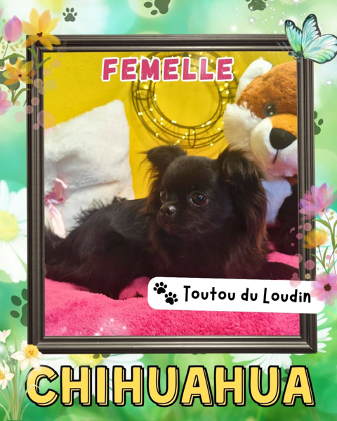 Chiot chihuahua femelle poils longs 600 18140 Pr�cy