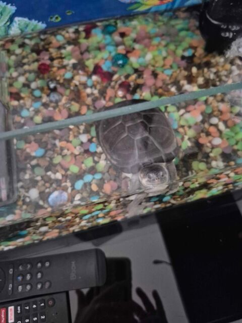 bonjour je donne trois tortues d'eau 0 Le Bosc (34)