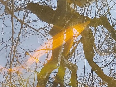 Esturgeon  50 83400 Hy�res