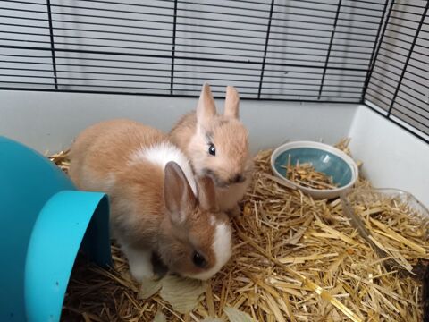 Lapin nain 15 91410 Dourdan