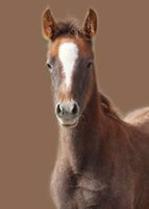   D�couvrez ISRAA AL RIUS et SORAYA AL RIUS 