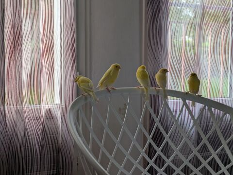 canaris males 15 29200 Brest