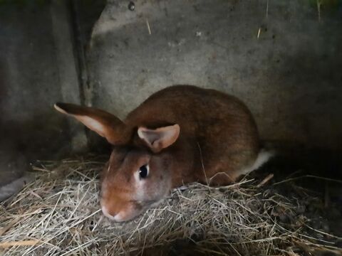 Lapin 20 44220 Couron
