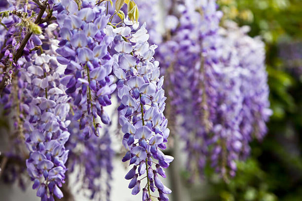 Graines de glycine de chine Jardin