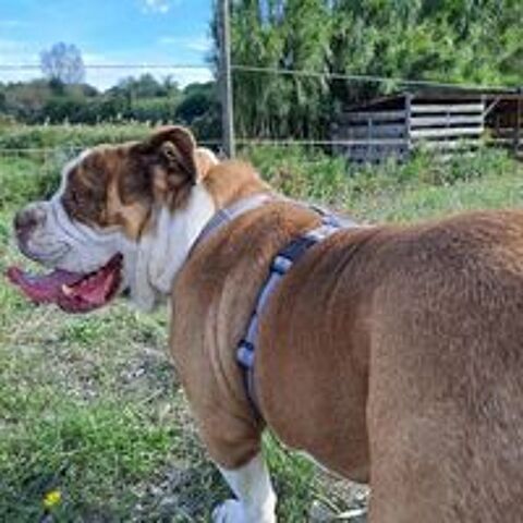   Paco, old english bulldog de 5 ans  l'adoption  