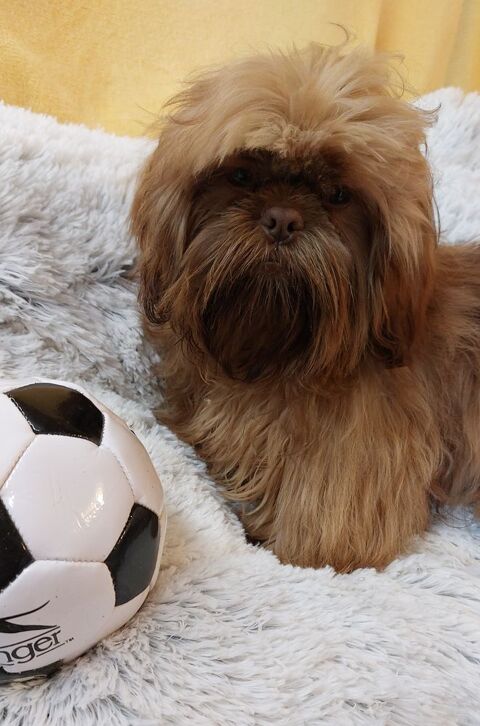 Shih tzu 590 86220 Les ormes
