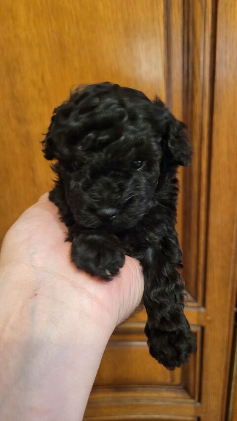 Chiot Caniche Toy  Femelle 1700 59400 Cambrai