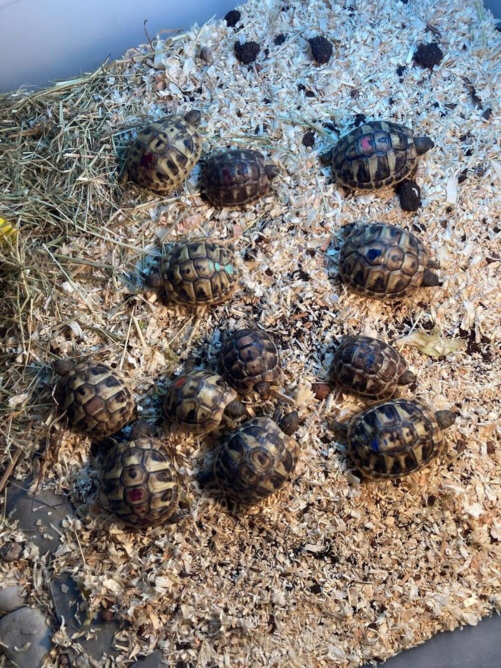   Tortues de terre boettgeri et greacqua  