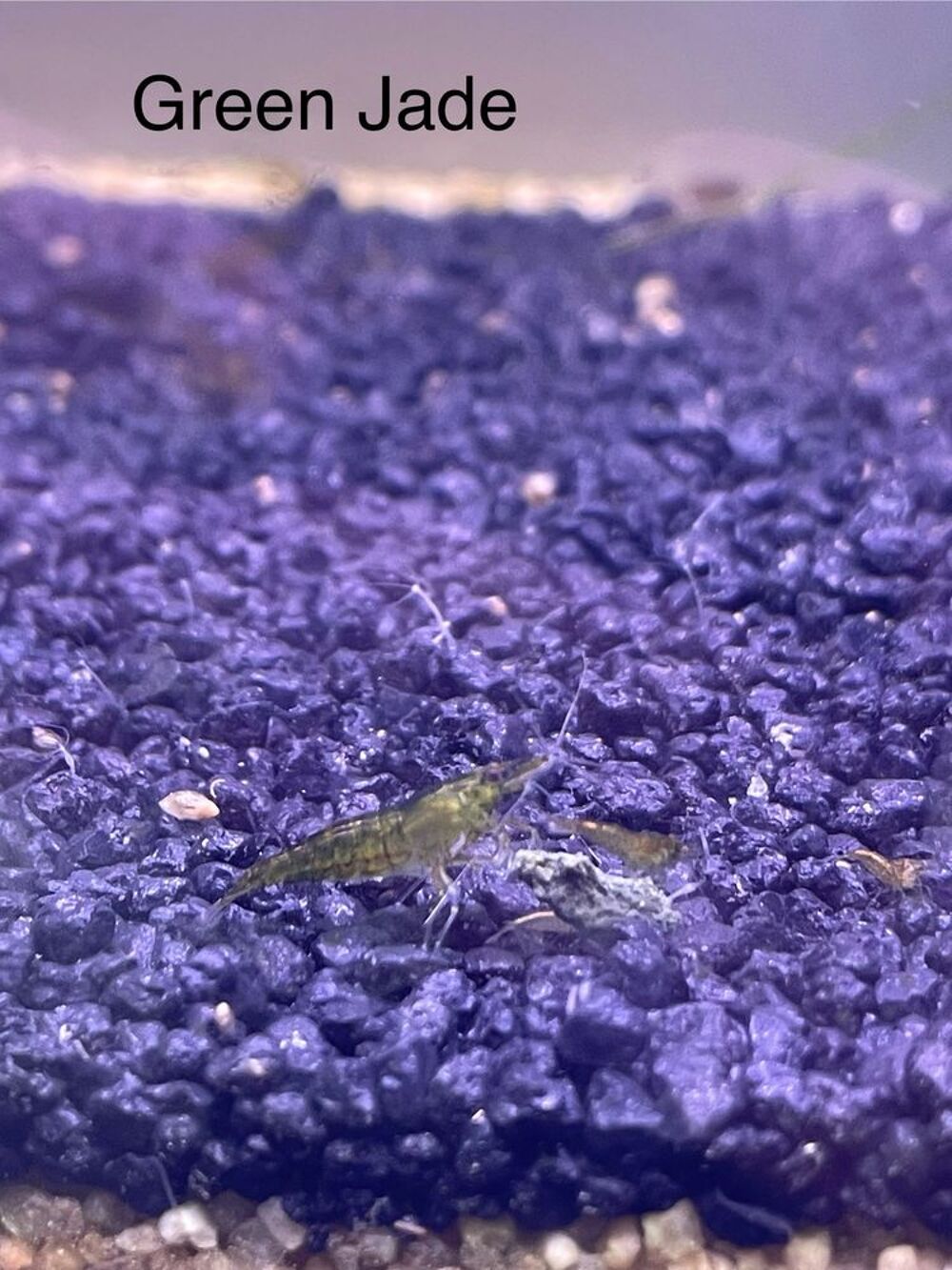 neocaridina par lot de 10 Décoration