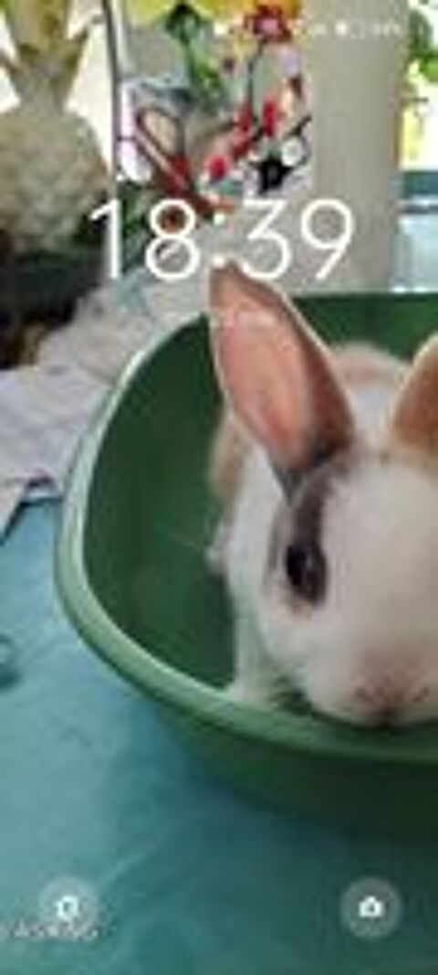   Recherche bb lapine naine sans race 