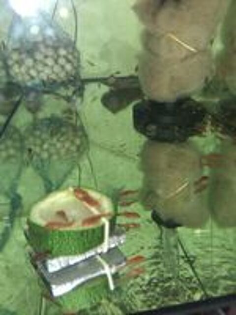   ancistrus rouges 