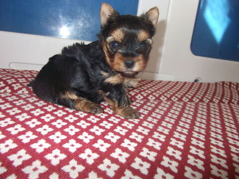 yorkshire terrier femelle 1450 30000 Nîmes