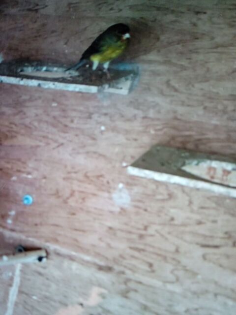 Couple canari 25 33450 Saint-sulpice-et-cameyrac