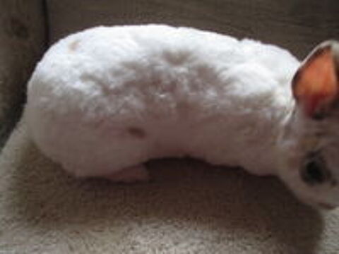   jeune lapine Extra Naine , poils REX, st�rilis�e 