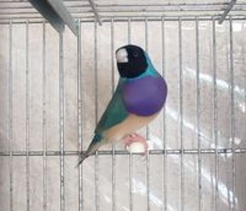   Diamant de Gould 