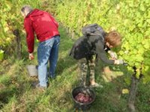   Recherche un emploi cueilleur de raisin de table 