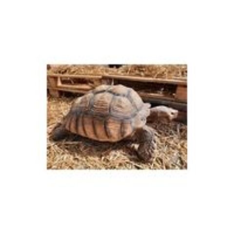   Tortue sillonne  