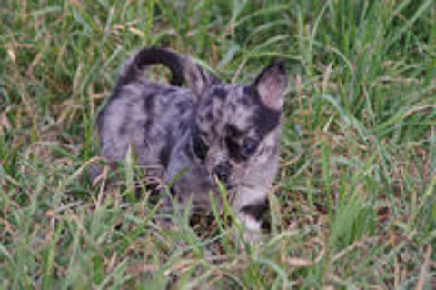   chihuahua merle chiot 