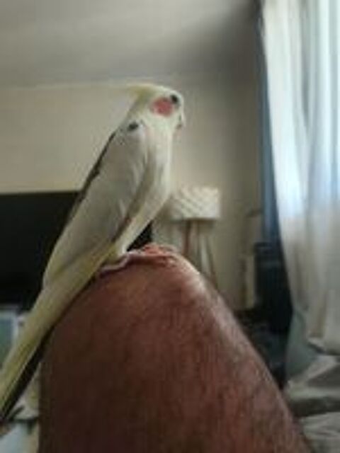   Male calopsitte eam 