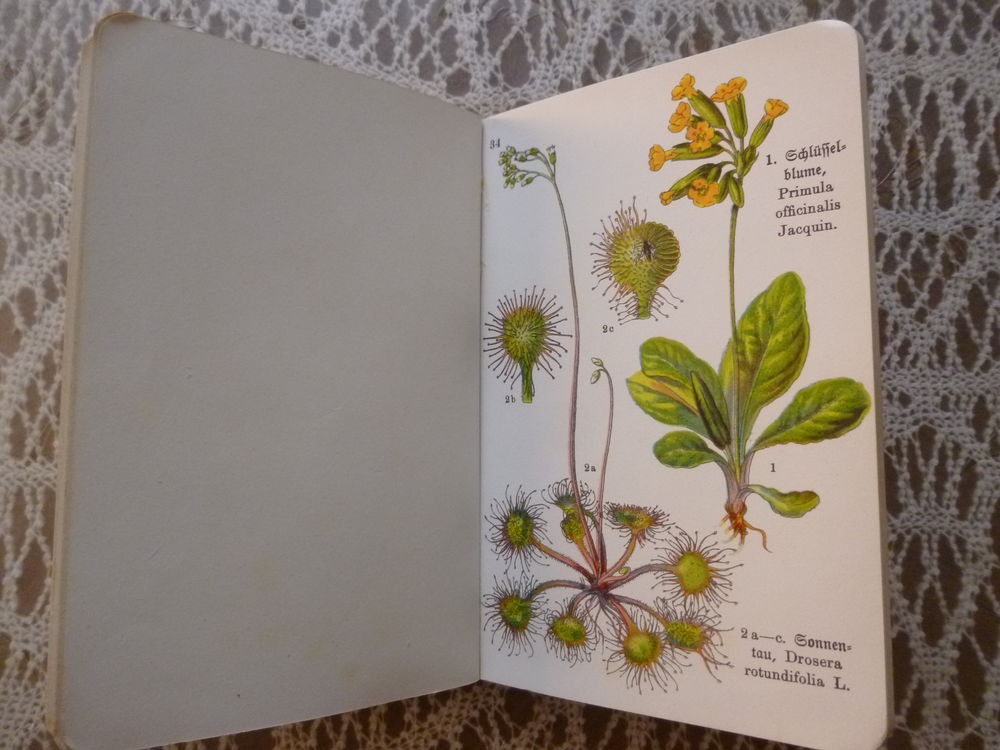 LIVRE SUR LES PLANTES MEDICINALES . PAR U. DINAND . 1933 Livres et BD
