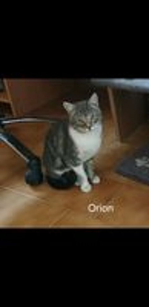   4 MIGNONS CHATONS  