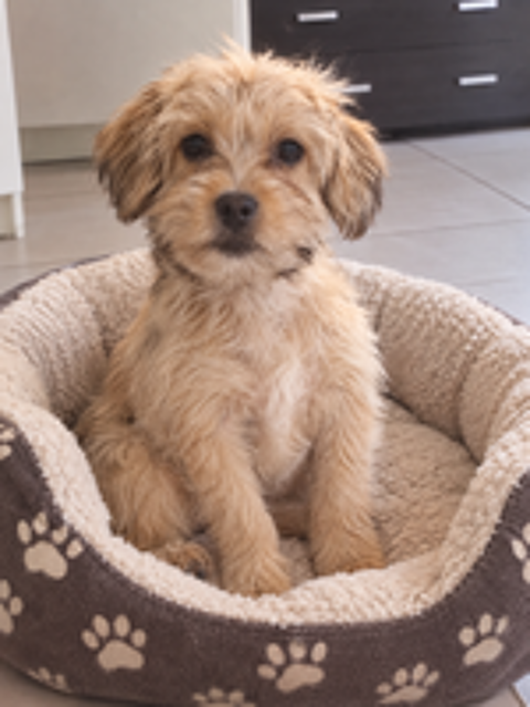   Chiots type bichon 