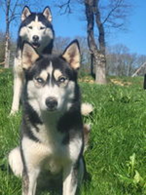   4 chiots Husky de Sibérie LOF, parents visibles sur place 
