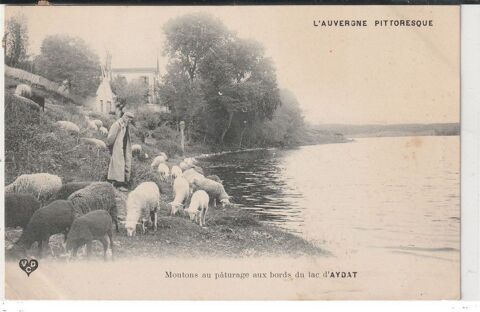 dT 63-AYDAT-Moutons au pturage au bord du Lac d AYDAT 4 Doullens (80)