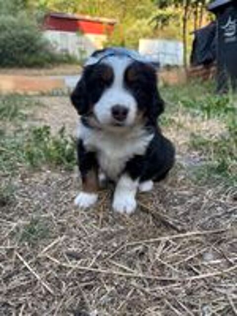   Chiots Mini Berger Américains LOF  