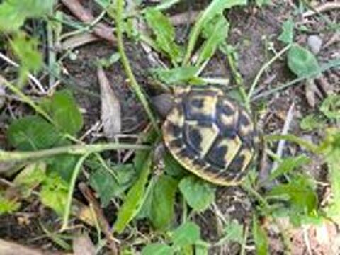   Bébés tortue  
