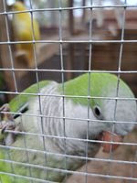   Conure veuve femelle  