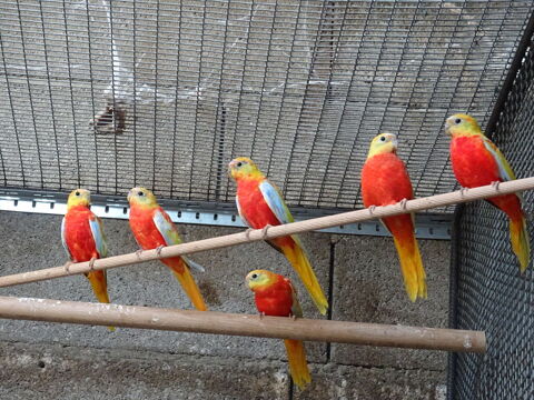 Turquoisinse rubino 50 42170 Saint-just-saint-rambert