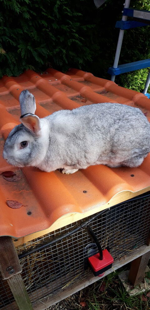 Lapin 20 87290 Chteauponsac