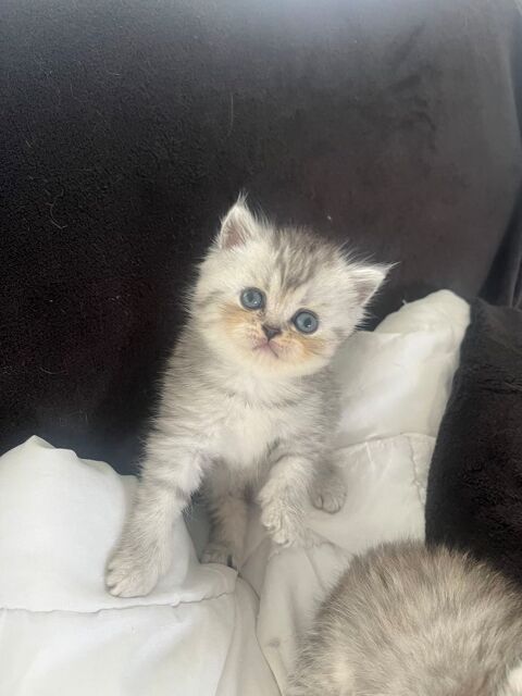 Magnifique chaton british et scottish 700 72000 Le mans