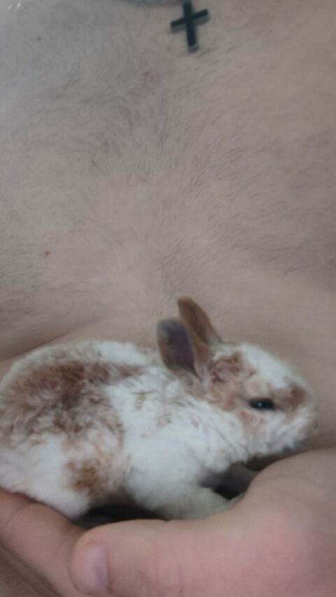 Lapin  nain 0 69003 Lyon